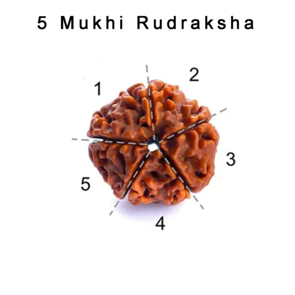 Natural Original 5 Mukhi Rudraksha Mala 108 Beads + 1 | 5 Face Japa Mala for Prayer (8 mm) - Image 2